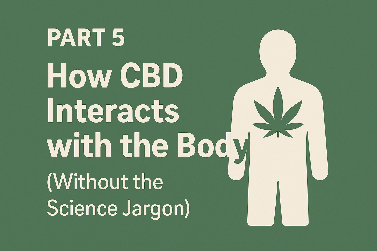 Title graphic for “Part 5: How CBD Interacts with the Body (Without the Science Jargon)” featuring a human silhouette and cannabis leaf.