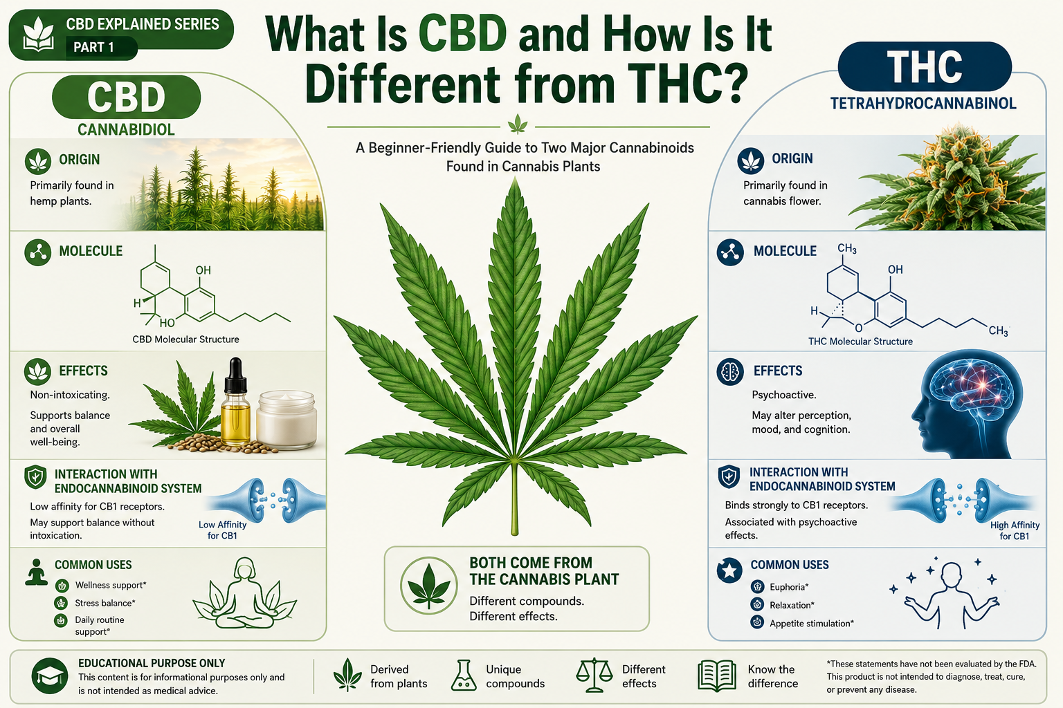 What Is CBD and How Is It Different from THC educational infographic comparing CBD and THC for beginners